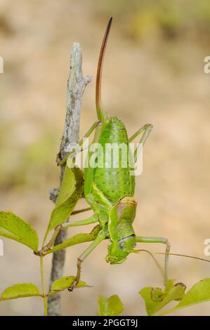 Bush-cricket (Ephippiger zelleri) femmina adulta, arrampicata su ramoscello, Italia Foto Stock