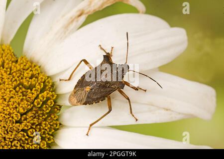 Sloe Bug (Dolycoris baccarum) adulto, riposante sui petali di margherita, Inghilterra, Regno Unito Foto Stock