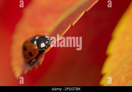 Adulta sette-sprott ladybird (Coccinella settempunctata) riposante su foglia di rowan europeo (Sorbus aucuparia) di colore autunnale, Sheffield, Sud Foto Stock