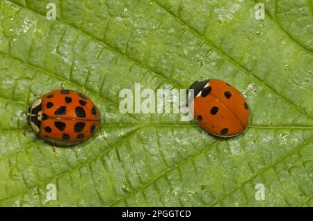 Il ladybird sette-scott (Harmonia axyridis) (Coccinella settempunctata) ha introdotto specie, con il ladybird sette-spot adulto, Norfolk, Inghilterra, Unito Foto Stock