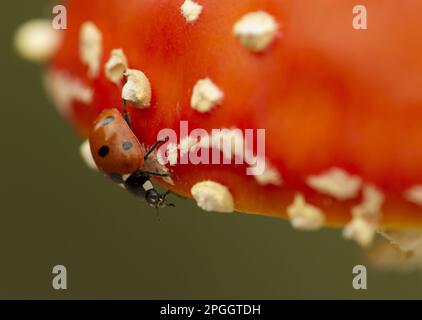Ladybird adulta a sette spott (Coccinella settempunctata) aggrappato per volare agarico (Amanita muscaria), Sheffield, South Yorkshire, Inghilterra, Regno Unito Foto Stock