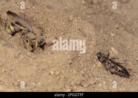 Vespa solitaria (Cerceris bupressicida) adulto, con prede di scarabeo buprestigio, che apre l'ingresso al nido burrow, Chaine des Alpilles Foto Stock