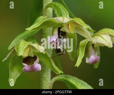 Helleborine a foglia larga (Epipactis helleborine) primo piano di fiori, con l'operaio adulto Wood ANT (Formica lemani), raccolta di nettare e impollinazione Foto Stock