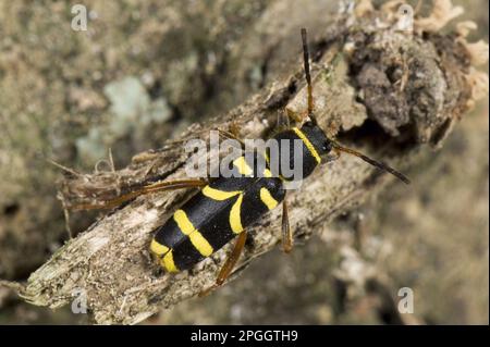 Montone vero, montone comune, coleottero vespa, montone vero, montone comune, Coleotteri di WASP, coleotteri di Longhorn, altri animali, insetti, coleotteri, Animali, Uno scarabeo di vespa Foto Stock