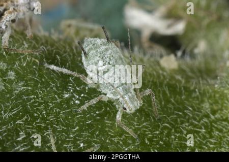 Aphidi di lupino, albifrons di Macrosiphum, femmina di Brachyopterus sul gambo di un fiore di lupino Foto Stock