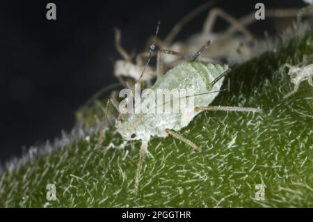 Aphidi di lupino, albifrons di Macrosiphum, femmina di Brachyopterus sul gambo di un fiore di lupino Foto Stock