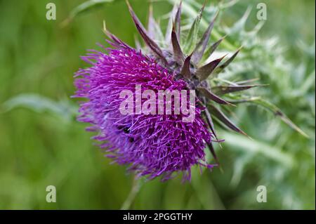 Musk Thistle (Carduus nutans), fiore viola con coleotteri di fiori, Meligethes aeneus, su pascolo downland, Berkshire, Inghilterra, Regno Unito Foto Stock