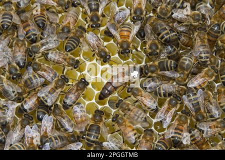 L'ape regina segnata con un puntino bianco sta deponendo le uova in tazze regina. Una regina vergine si svilupperà da un uovo fecondato e la giovane regina si svilupperà larva Foto Stock
