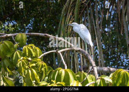 Parco Nazionale di Tortuguero, Costa Rica, Un giovane airone blu (Egretta Caerulea) Foto Stock