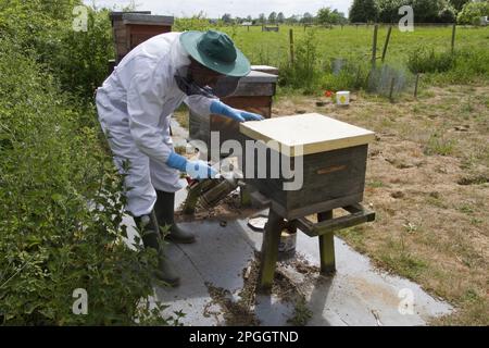 Usando un fumatore all'entrata dell'alveare alla scatola della covata per calmare le api del miele, i trucioli di legno e la carta sono usati per generare il fumo Foto Stock