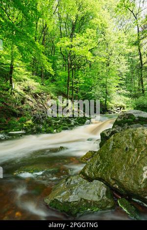 Torrente Hoegne, High Fens, Ardenne, Hoegne, Belgio Foto Stock