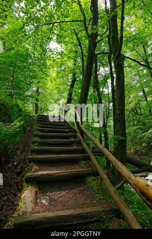 Scale in legno a Hoegne, High Fens, Ardennes, Hoegne, Belgio Foto Stock