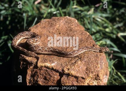 Indiano visto scalato Viper (Echis carinatus) Tamil Nadu, India del Sud, India, Asia Foto Stock