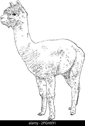 Disegno realistico disegnato a mano dell'illustrazione vettoriale di alpaca Illustrazione Vettoriale
