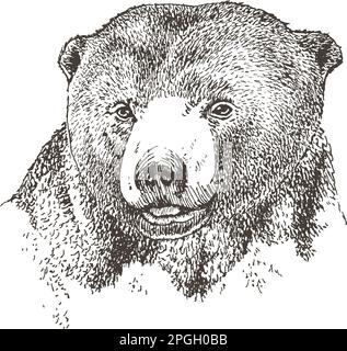Disegno realistico disegnato a mano di un orso, illustrazione vettoriale Illustrazione Vettoriale