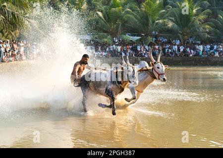 Maramadi è un tipo di razza bovina condotta nello stato indiano Kerala. La gara è un evento tradizionale, 04 ottobre 2023 India meridionale. Foto Stock