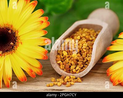 primo piano di polline d'api, noto anche come pane d'api in paletta di spezie con fiore giallo su sfondo di legno, Foto Stock