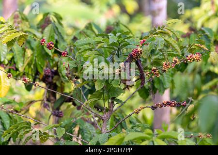 Primo piano di chicchi di caffè maturi che crescono in una pianta di caffè in una piantagione di caffè a Wayanad nel Kerala, in India. Foto Stock