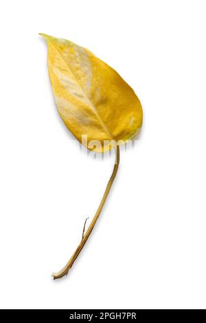 Primo piano di una foglia gialla solitaria di una pianta popolare casa - Money Plant (Epipremnum aureum), isolato su uno sfondo bianco. Foto Stock