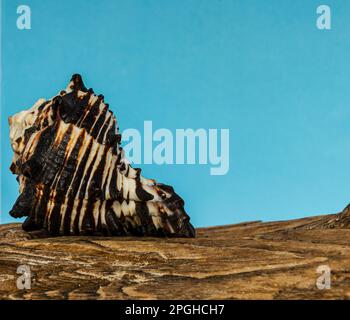 Guscio Murex su driftwood con sfondo blu e spazio copia Foto Stock