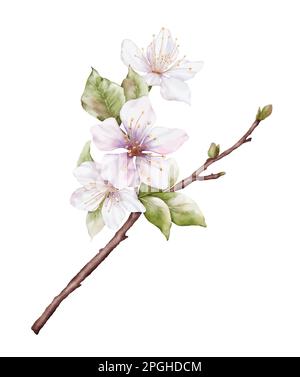 Acquerello fiori di ciliegio rosa chiaro fioriscono sui rami. Fiore di ciliegio e foglie ramificazione bouquet vettore isolato su sfondo bianco. Adatto Illustrazione Vettoriale