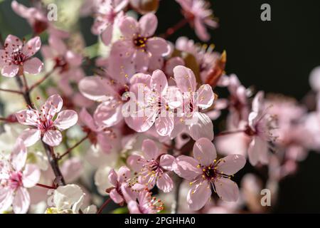 Ramo di albicocca fiorita con fiori rosa primo piano. Fiori di ciliegio Sakura giapponese. Primavera Foto Stock