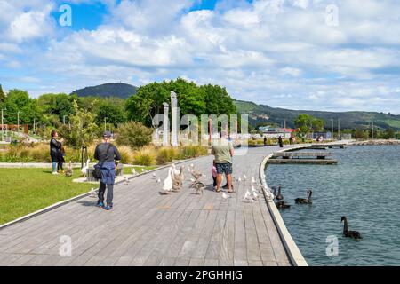 3 dicembre 2022: Lago Rotorua, Baia di abbondanza, Nuova Zelanda - famiglie che alimentano i gabbiani, le oche e i cigni neri alla riserva di Lakefront, un nuovo $40... Foto Stock