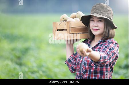 Coltivatore che trasporta patate in boxes. Immagazzinando patate biologiche che crescono tuberi di patata dal suolo Agricoltura e agricoltura. Cibo vegetariano sano e fresco. Foto Stock