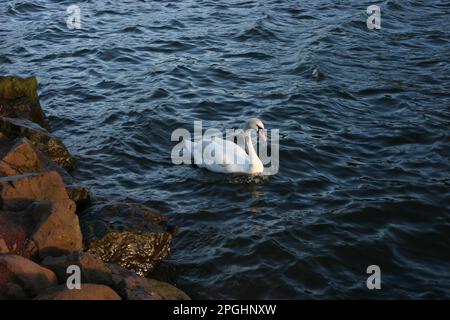 Un cigno aggraziato alla ricerca di cibo lungo il bordo di un lago tranquillo Foto Stock