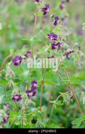 Phaeum geranio, Phaeum geranio lutto vedova, perenne, profondo marrone, fiori quasi neri Foto Stock