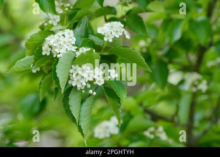 Sorbus alnifolia, cenere di montagna coreana, albero deciduo, fiori bianchi all'inizio della primavera Foto Stock