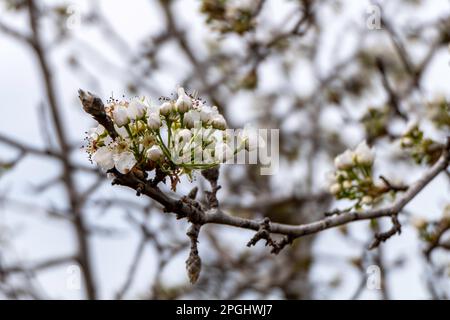 Delicati germogli rosa di un albero di pera fiorito primo piano. Foto Stock