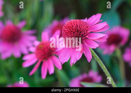 Echinacea Delicious Candy, confower Delicious Candy, perenne, doppio, teste di fiori rosa, Foto Stock