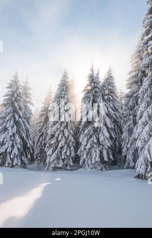 Favola invernale mozzafiato nei dintorni delle montagne di Lys, Beskydy, Repubblica Ceca. Il sole del mattino illumina la foresta innevata A. Foto Stock