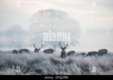 Gruppo di cervi rossi in un paesaggio invernale gelido Foto Stock