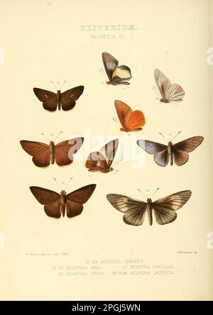 Illustrazioni di nuove specie di farfalle esotiche Hesperia III. Foto Stock