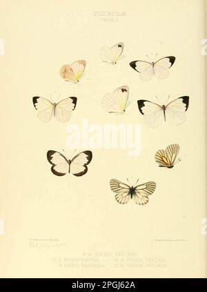 Illustrazioni di nuove specie di farfalle esotiche sarcococca II Foto Stock