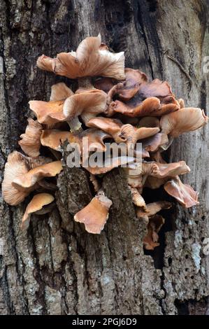 Funghi 'Panellus Stipticus' (Bitter Oyster) che crescono su un albero deciduo morto in legno di Grubbins Cumbria Riserva Naturale di fiducia nei pressi di Arnside. REGNO UNITO. Foto Stock