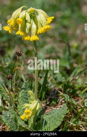 Polpaccio, polpaccio comune, Primula veris, Primula officinalis, fioritura, Germania, Baviera Foto Stock