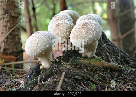 Puffball comune, puffball Warted, puffball con borchie di Gem, snuff-box di Devil's (Lycooperdon perlatum, Lycooperdon gemmatum), gruppo sul terreno forestale Foto Stock