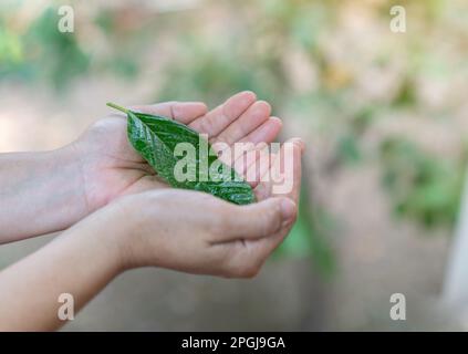 La cura lascia con il vostro ambiente conservativo della mano nel mondo. Foto Stock
