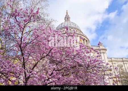 Londra, Regno Unito, 23rd marzo 2023. Albero di ciliegio in fiore accanto alla Cattedrale di San Paolo. Foto Stock