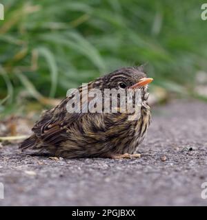 Uccello giovane... Dunnock, pulcino non ancora a volo ha lasciato nido, si siede apparentemente solitario e abbandonato sulla strada. Foto Stock