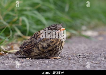 Uccello giovane... Dunnock, pulcino non ancora a volo ha lasciato nido, si siede apparentemente solitario e abbandonato sulla strada. Foto Stock
