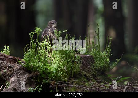 Giovane... Buzzard, giovane rapace, ramificato su un tronco d'albero nella foresta Foto Stock