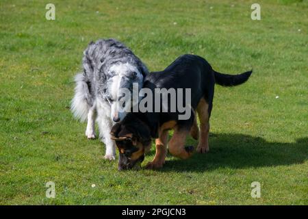 Cucciolo di pastore tedesco e adulto Blue Merle Border Collie giocare palla all'aperto Foto Stock