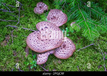 Sarcodon imbricatus, noto come riccio di riccio, riccio di riccio o primo piano di denti squamosi. Foto Stock