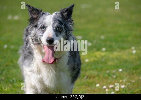 Ritratto di un adulto Blue Merle Border Collie all'aperto al sole Foto Stock