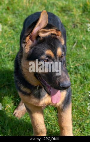 Primo piano di un bel cucciolo di pastore tedesco con morbidi orecchi a forma di floppy all'aperto sotto il sole Foto Stock