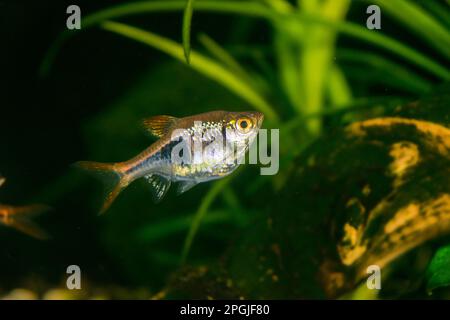 Pesci dell'acquario Raspora eteromorfa sullo sfondo di piante verdi Foto Stock